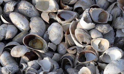 Rome Point shells texture