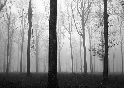 Black white dead tree forest scary