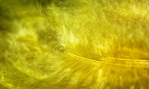 Yellow feather beautiful texture