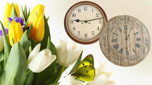 Tulip Time_16861 Wallpaper