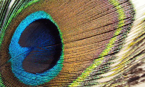 Peacock feather beautiful texture