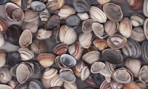sea shells II texture