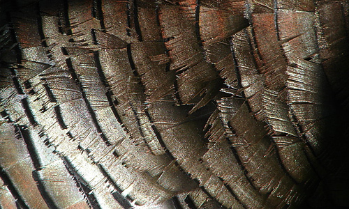 Black feather beautiful texture