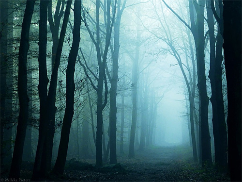 40+ Forest Photography That Will Give You The Spook | Naldz Graphics