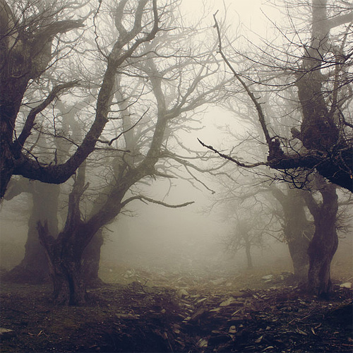 Spooky dead tree forest scary