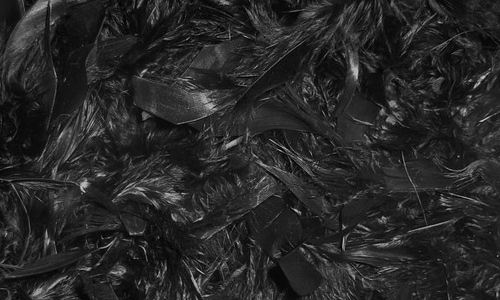 Black feather beautiful texture