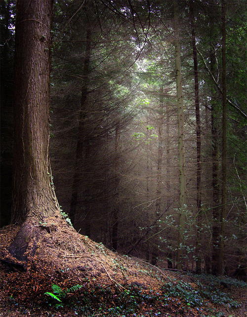 Spooky ambiance tree forest scary