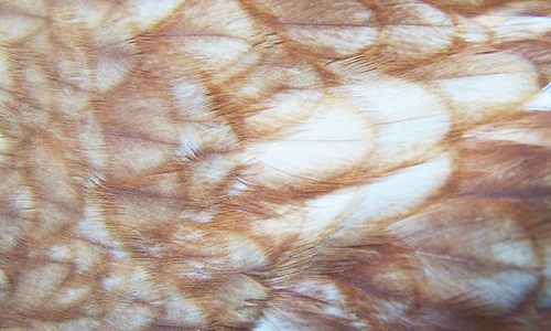 Chicken brown feather beautiful texture