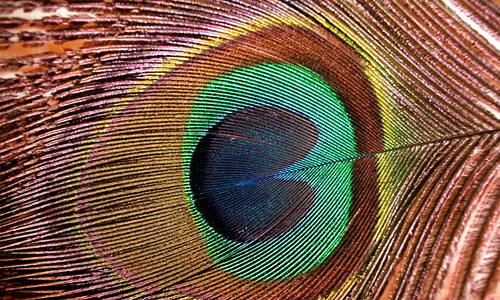 Peacock feather beautiful texture