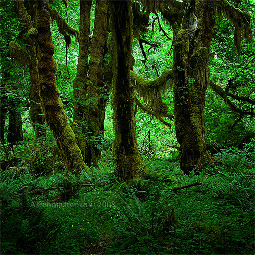 Green mossy tree forest scary