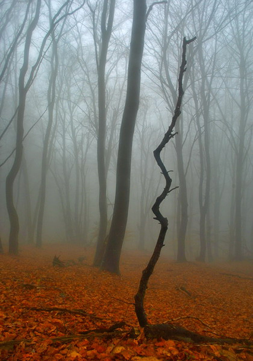 Foggy dead tree forest scary