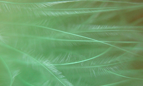 Glowing green feather beautiful texture