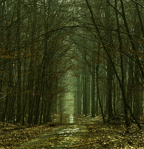 Dead leaves tree forest scary