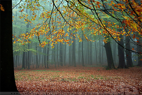 Deef forest foggy tree forest scary