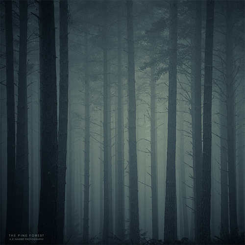 Foggy spooky tree forest scary