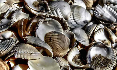 Shells in HDR texture