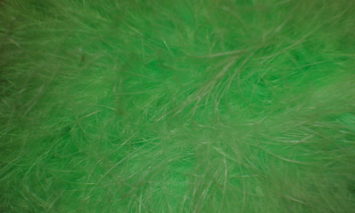 Green feather beautiful texture