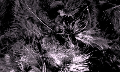 Black and white feather beautiful texture