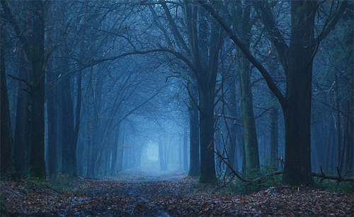 Blue tree forest scary