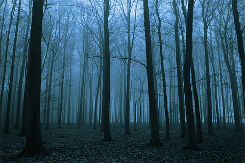 Foggy dead silence tree forest scary