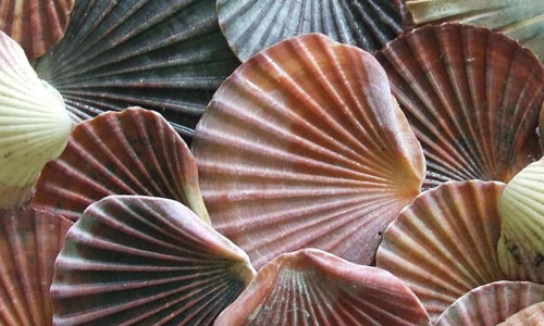 Shells texture