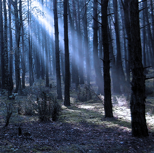 Gloomy dark tree forest scary