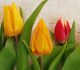 30 Bright Colored Tulip Wallpaper for your Desktop