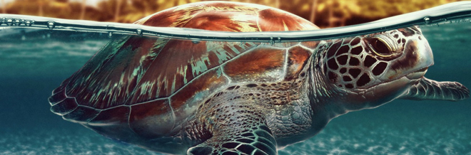 30 Lovable Turtle Wallpaper for your Desktop