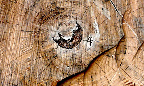 Wrinkly tree stump texture