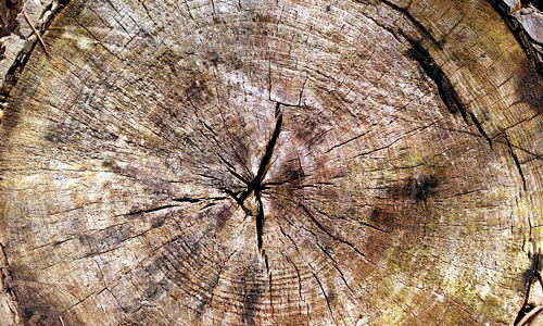 Crack center tree stump texture