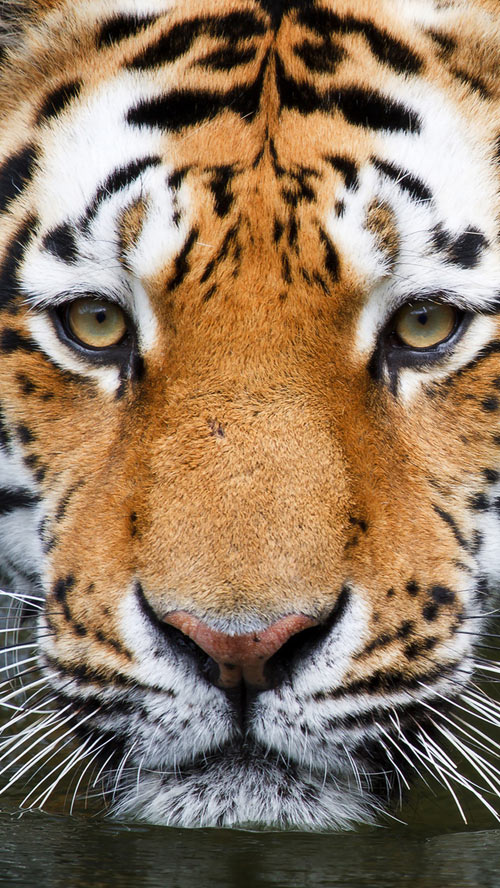 Animal iphone 5 wallpaper