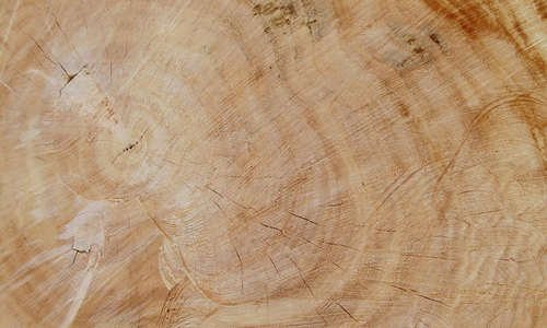 Brown clean tree stump texture