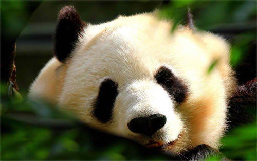panda face wallpaper