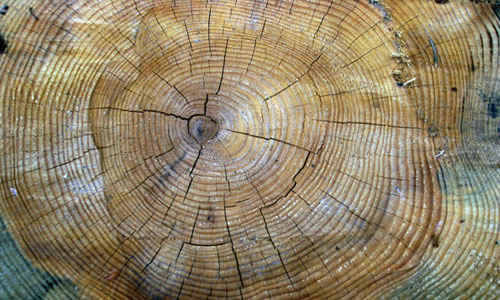 Grey crack tree stump texture