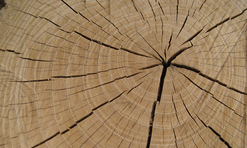 Brown crack nice ring tree stump texture