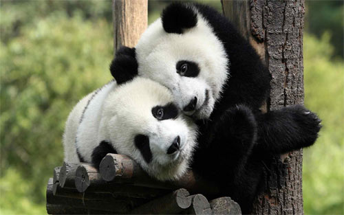 panda love wallpaper