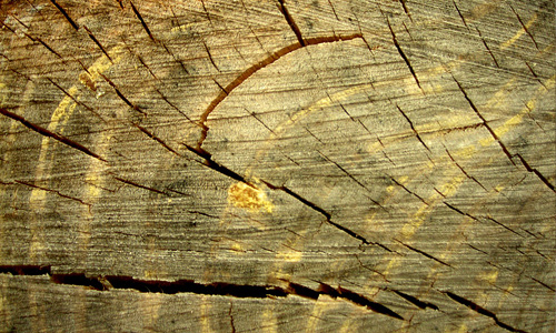 Pattern crack tree stump texture