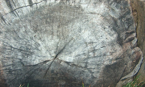 Clean tree stump texture