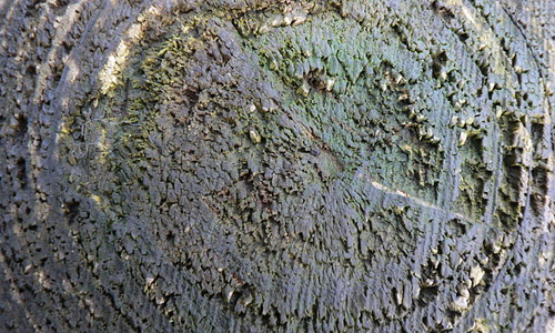 Mossy wet ugly tree stump texture