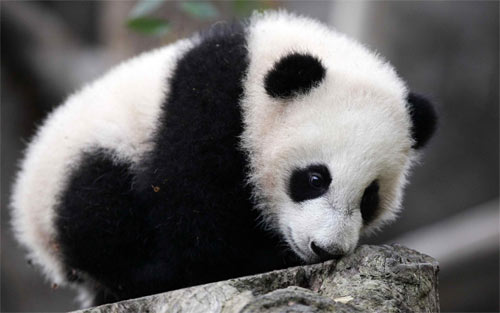 Fuzzy Little Panda Cub wallpaper