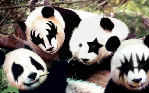 panda kiss wallpaper