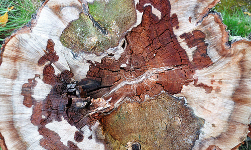 Beautiful brown crack tree stump texture