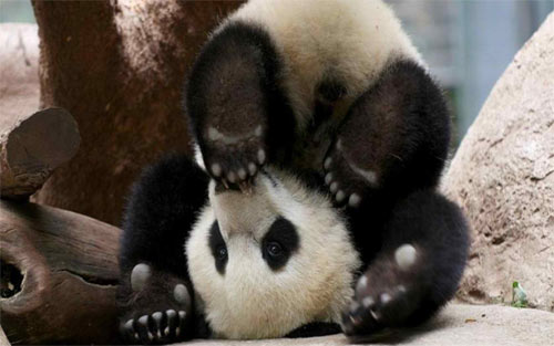 Naughty-Baby-Panda-Bear wallpaper