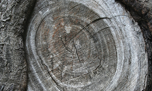 Grey circle ring tree stump texture