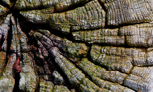 Mosses crack old tree stump texture