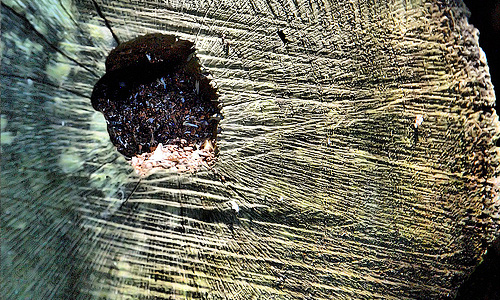 Hole tree stump texture