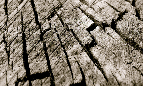 Top cut ring tree stump texture