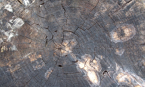 Abstract crack ring tree stump texture