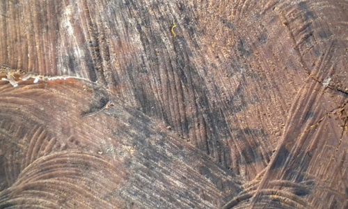 Pattern tree stump texture