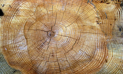 Round ring tree stump texture